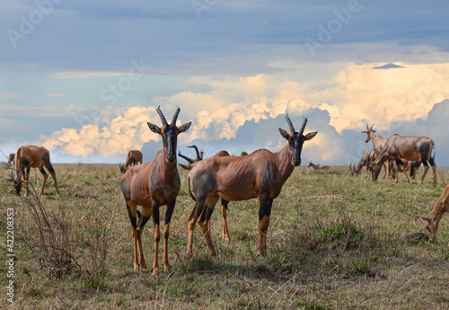 Herd of Bubal antelopes graze