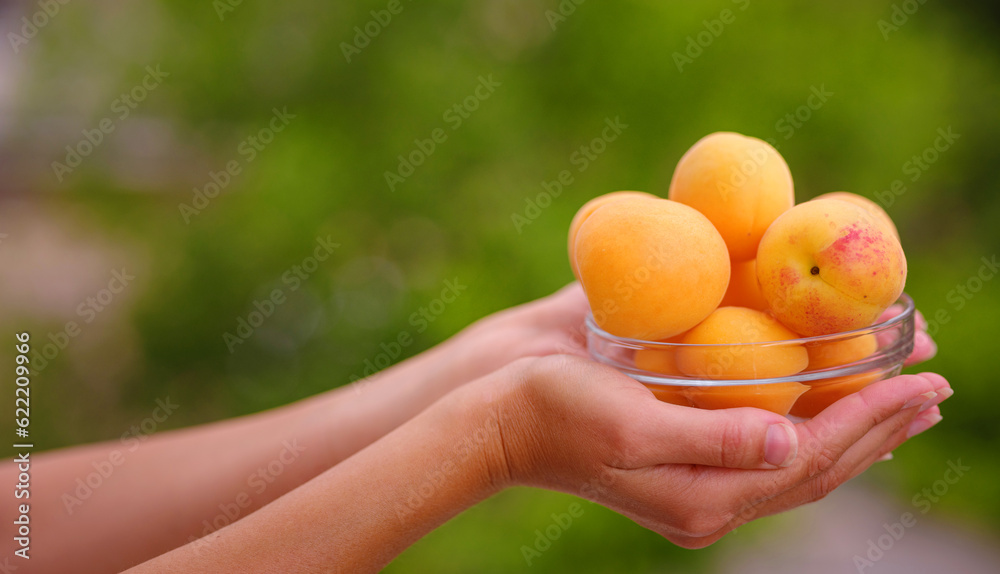 woman holding bowl of fresh apricots in her hands while standing in garden. Harvest background. Organic fruits. Farmer's market. woman holding bowl of fresh apricots in her hands while standing in garden. Harvest background. Organic fruits. Farmer's market.