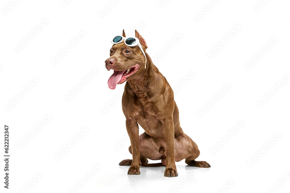 Fototapeta premium Smiling dog of American pitbull terrier in sunglasses sitting with tongue sticking out against white studio background. Concept of animal lifestyle, vet, care, motion, beauty, breed. Copy space for ad
