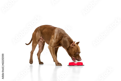 Photography Beautiful, purebred dogs American pitbull terrier eating food against white studio background