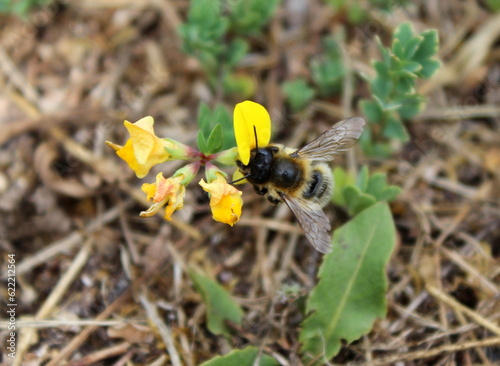 Biene auf gelben Hornklee