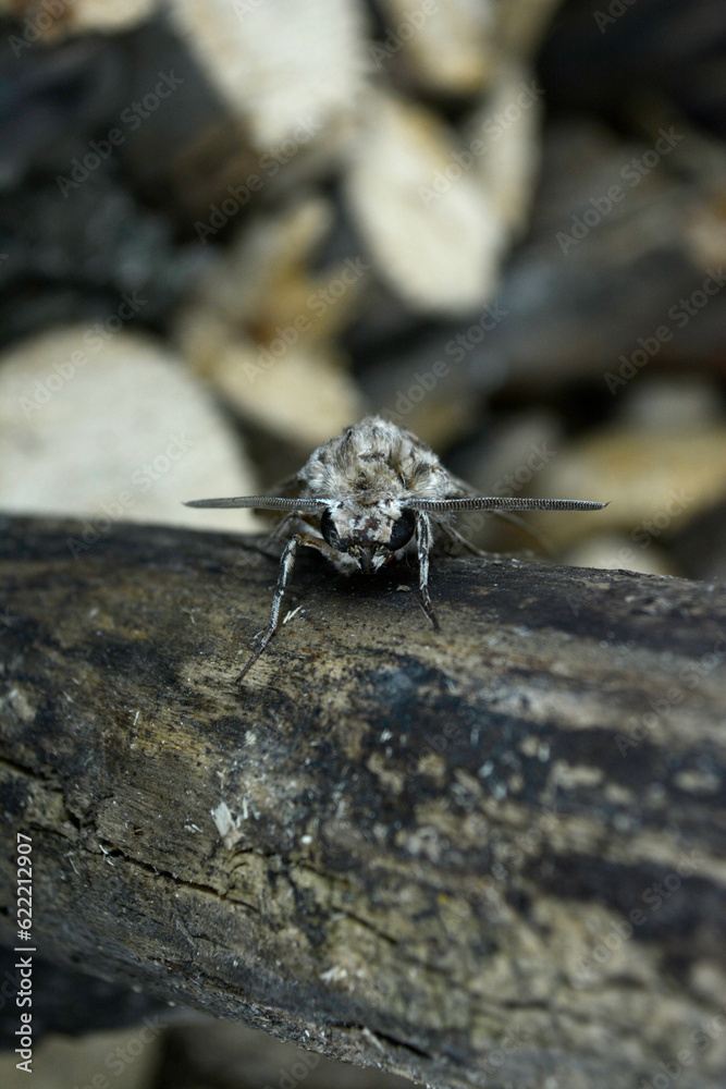 Bindweed hawk hawk moth (Agrius convolvuli).close-up camouflaged sitting on dry wood. Bindweed hawk hawk moth (Agrius convolvuli).close-up camouflaged sitting on dry wood.