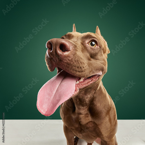 Foto Close-up image of dog's muzzle, purebred American pitbull terrier with tongue sticking out sitting against green background