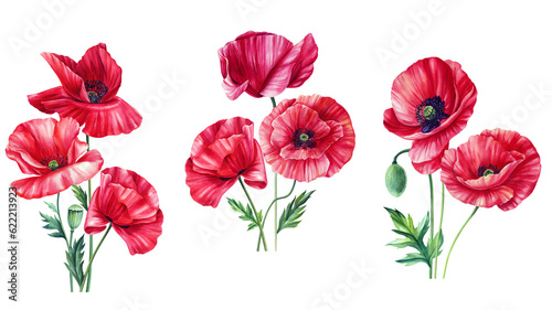Set Red flowers. Poppy  buds and leaves on white background  watercolor illustration  floral clipart. Summer flower