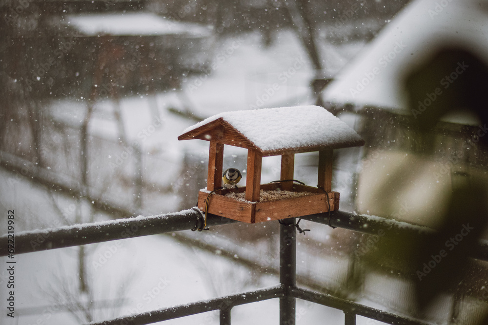 Young titmice coming to the feeder in winter months for food. Feeding the birds during harsh and cold days