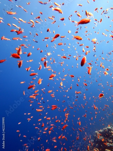 Red Sea fish and coral reef: