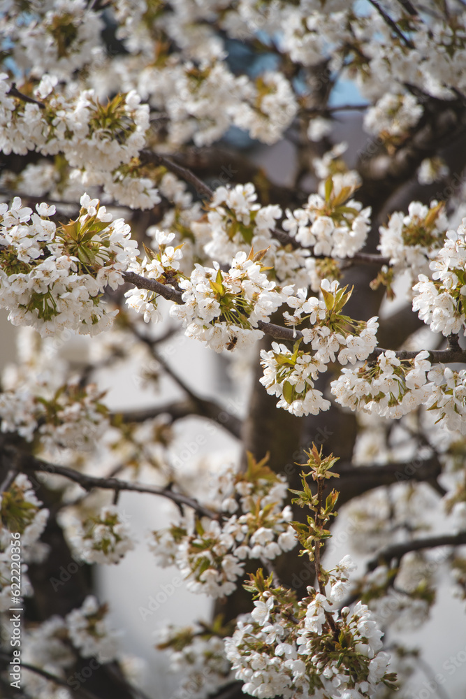 Blossoming pinkish blossoms of cherry and apple trees at sunset in spring. A magical and romantic place. Trees are awakening up