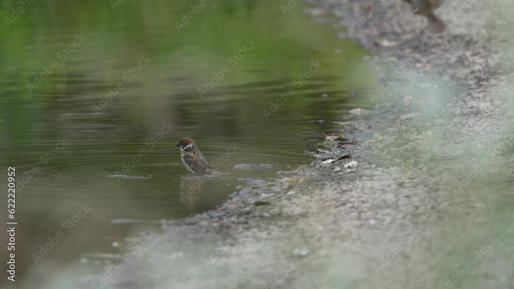 eurasian tree sparrow in a forest eurasian tree sparrow in a forest