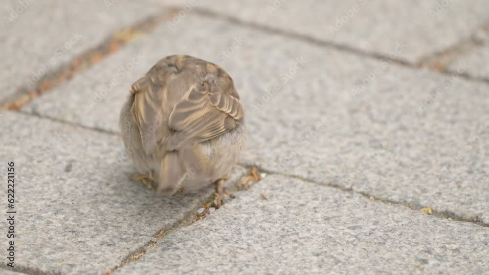 A brown sparrow bird picking some food on the ground as seen on a closer look in Estonia A brown sparrow bird picking some food on the ground as seen on a closer look in Estonia