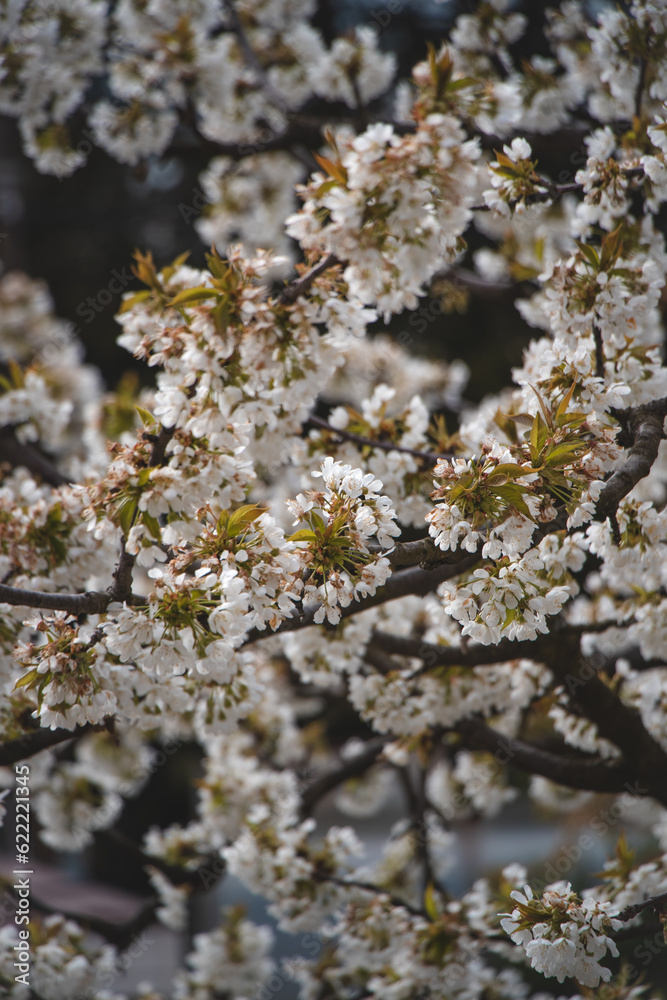Blossoming pinkish blossoms of cherry and apple trees at sunset in spring. A magical and romantic place. Trees are awakening up Blossoming pinkish blossoms of cherry and apple trees at sunset in spring. A magical and romantic place. Trees are awakening up
