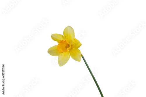 beautiful yellow flowers daffodils in a vase on a white background