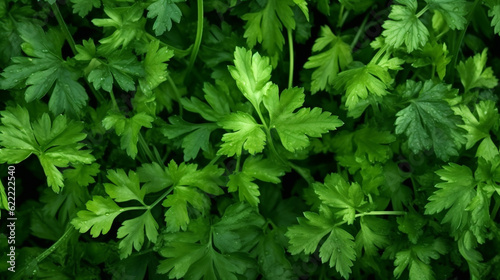 coriander background collection of healthy food fruit and vegetables, natural background of fresh coriander representing concept of organic vegetables , healthy eating, fresh ingredient