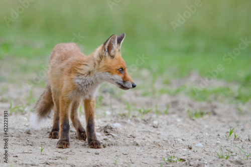 red fox vulpes © lookslike22