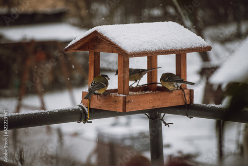 Young titmice coming to the feeder in winter months for food. Feeding the birds during harsh and cold days