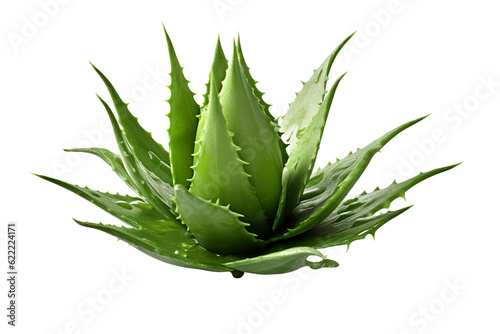 Aloe vera plant. isolated object, transparent background
 photo