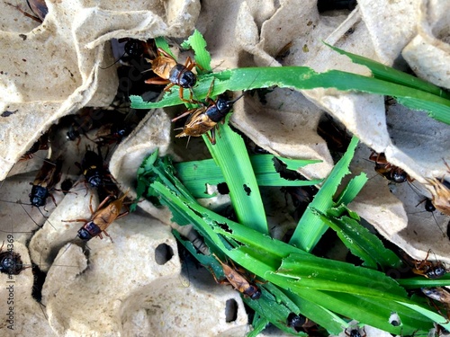 Crickets, Gryllid on Egg Panels photo