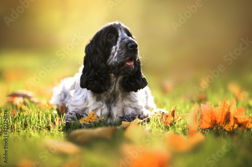 happy english cocker spaniel dog lying down on grass in autumn sunlight