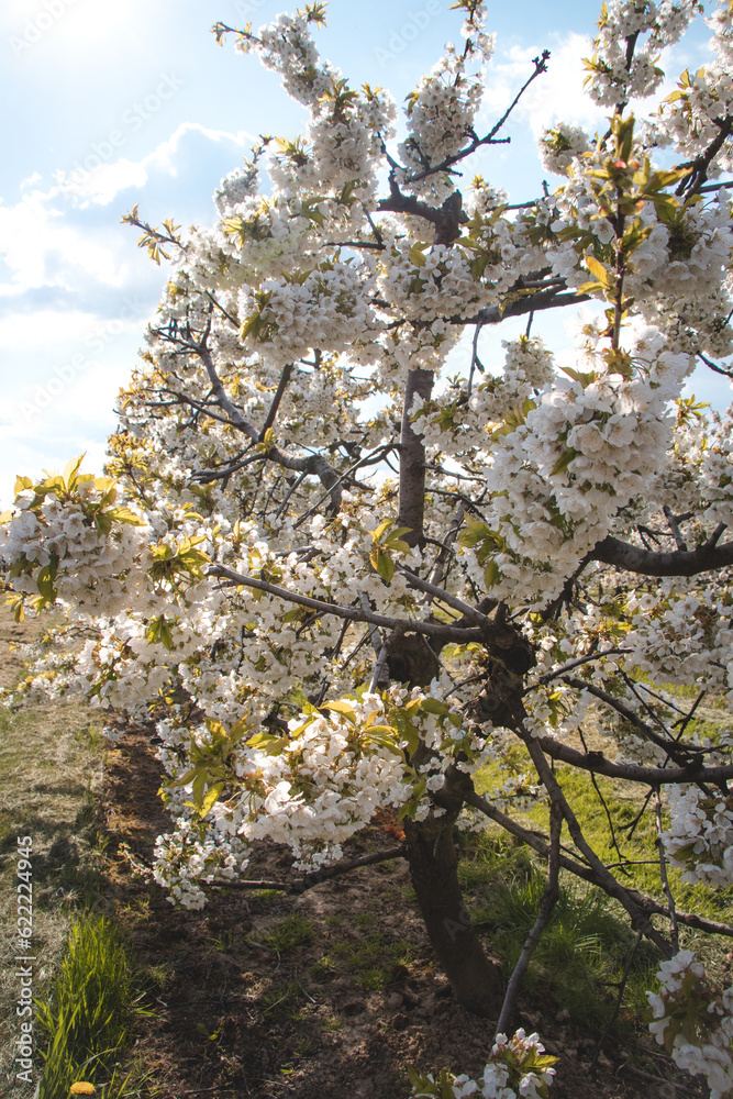 Blossoming pinkish blossoms of cherry and apple trees at sunset in spring. A magical and romantic place. Trees are awakening up