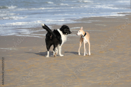 Two dogs meet on the beach near the sea. One of the favorite places to walk the dogs in Holland.