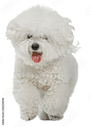 Cute, purebred, white, curly dog of Bichon Frise standing with tongue sticking out isolated over transparent background. Concept of animal lifestyle, vet, care, motion, beauty, breed, action.