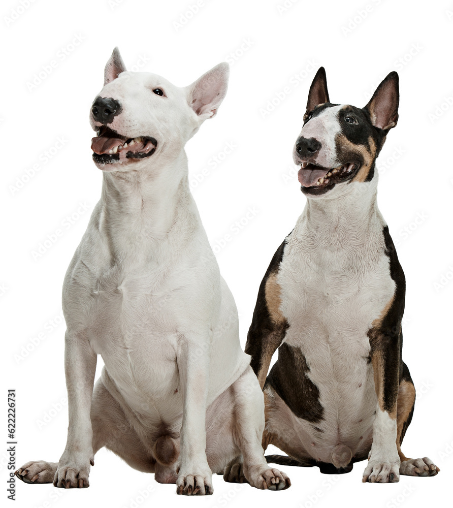 Φωτογραφία Two purebred dogs, bull terriers sitting and attentively looking isolated over transparent background