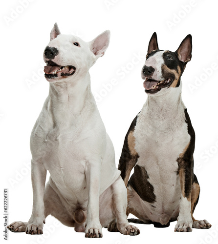 Two purebred dogs  bull terriers sitting and attentively looking isolated over transparent background. Concept of animal lifestyle  vet  care  motion  beauty  breed  action.