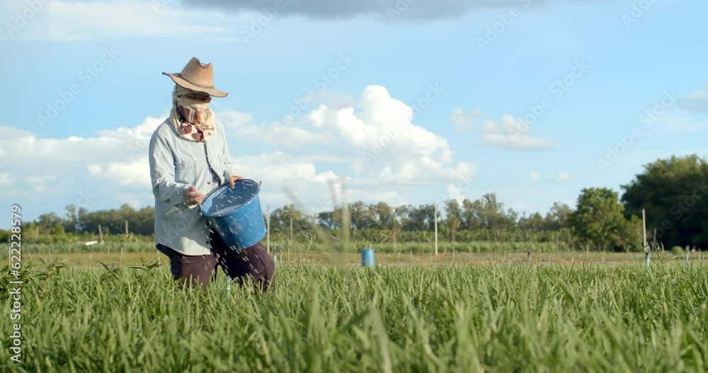 Farmers bring fertilizer to nourish vegetables.Farmers nourish vegetables with chemical fertilizers.White granular fertilizer.Agriculture thailand. Farmers bring fertilizer to nourish vegetables.Farmers nourish vegetables with chemical fertilizers.White granular fertilizer.Agriculture thailand.