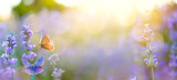 Summer Wild flowers and Fly Butterfly in a meadow at sunset. Macro image, shallow depth of field. Abstract summer nature background