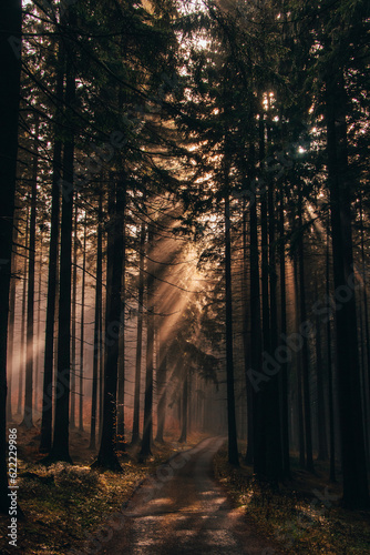 Rays of the morning sun shine through the dark forest as a hope for the plants to live better and to be able to carry out photosynthesis. Nature's fairy tale