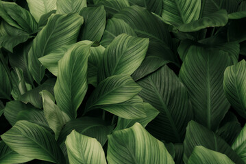 abstract green leaf texture, nature background, tropical leaf	