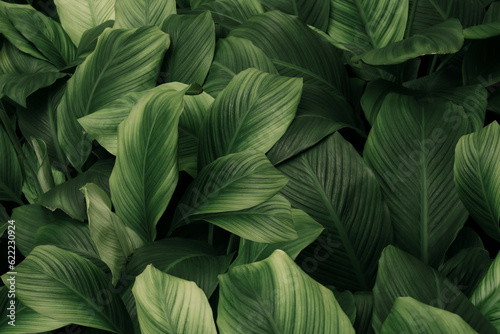 Tela abstract green leaf texture, nature background, tropical leaf