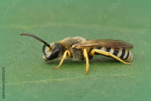 Closeup on a male Great banded furrow bee, Halictus scabiosae sitting on a green leaf photo