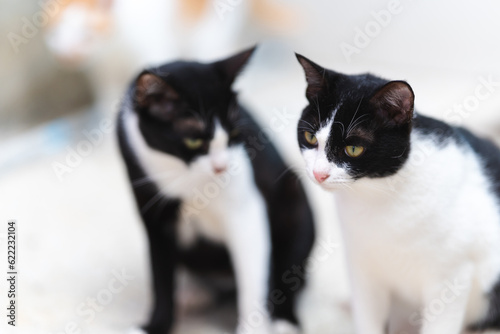 Fototapeta Naklejka Na Ścianę i Meble -  Two black and white short-haired Thai cats sit on the concrete floor.