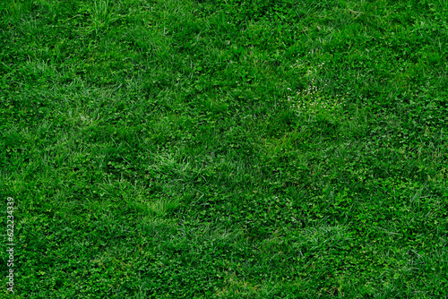 Green grass lawn texture background. Above view of green grass ground in garden. Grass field in spring season. Nature background. Green grass background for eco and sustainable environment concept.