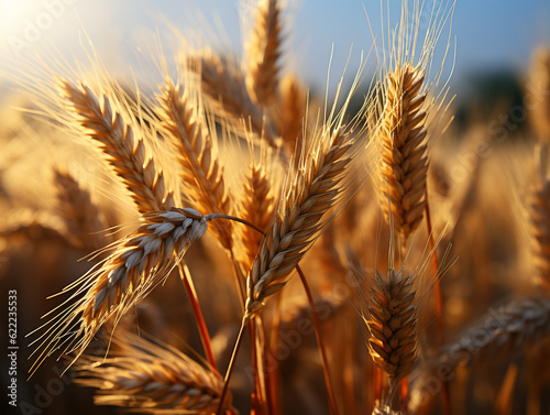 Closeup photo of natural ears of wheat in summer