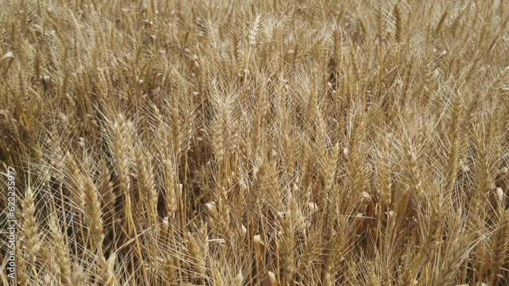 Yellow wheat during a hot sunny summer day. Camera moves in close up over the field. Agricultural concept Yellow wheat during a hot sunny summer day. Camera moves in close up over the field. Agricultural concept