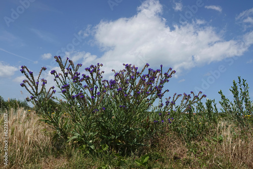 Wide angle closeup on a common bugloss, nectar-plant , Anchusa officinalis against a blue sunny sky
