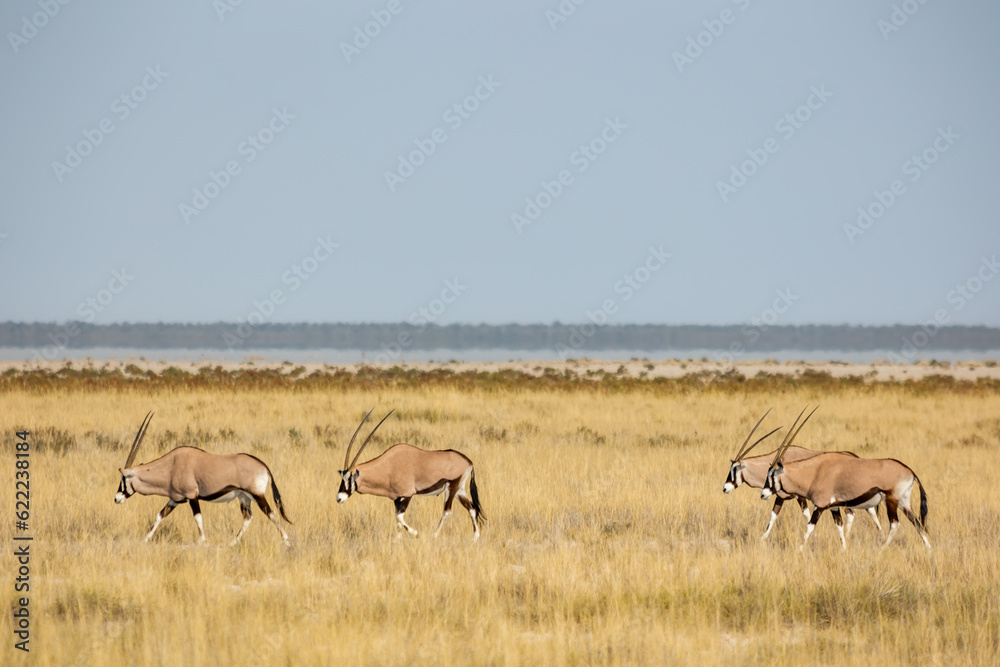 Small herd of gemsbok or South African oryx, Oryx gazella, in warm golden morning light, Etosha, Namibia Small herd of gemsbok or South African oryx, Oryx gazella, in warm golden morning light, Etosha, Namibia
