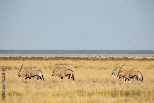 Small herd of gemsbok or South African oryx  Oryx gazella  in warm golden morning light  Etosha  Namibia