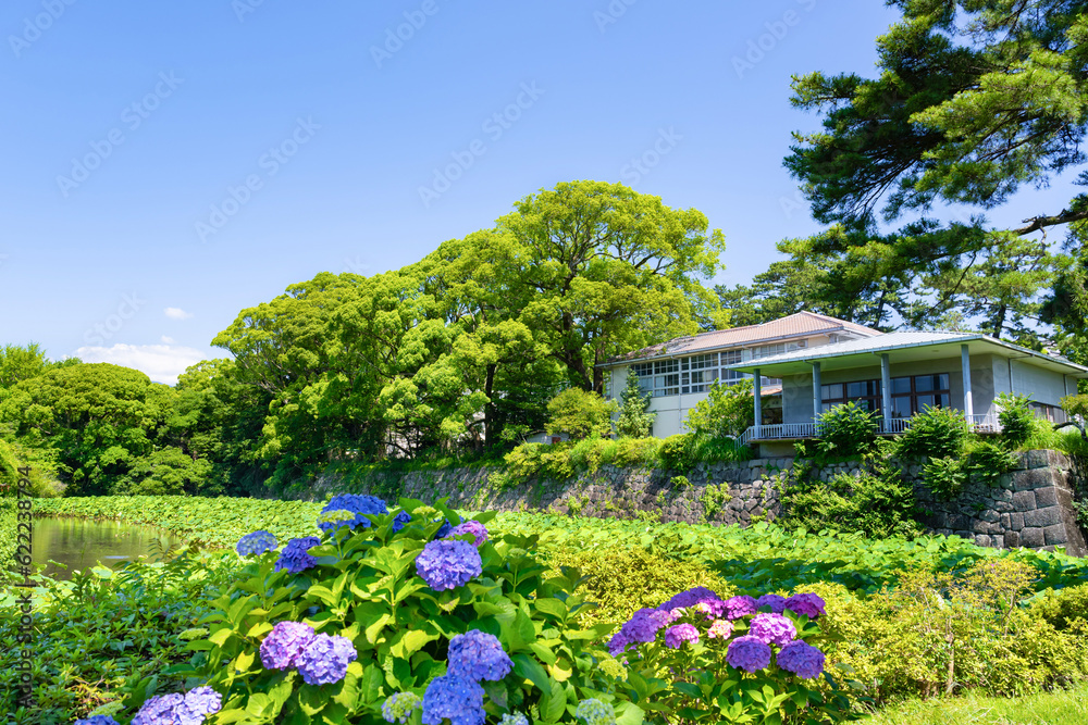 神奈川県小田原市 あじさいシーズンの小田原城 神奈川県小田原市 あじさいシーズンの小田原城