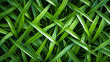 Modern and Minimalist Grass Design. Generative AI