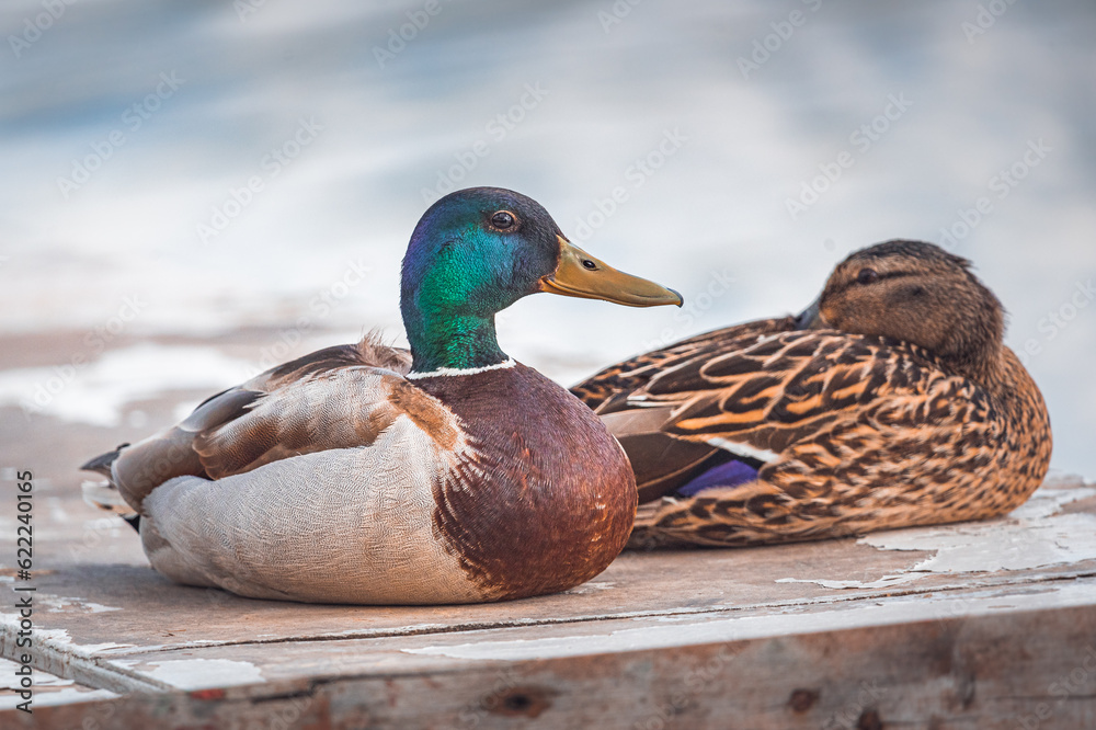 Obraz premium Wild duck