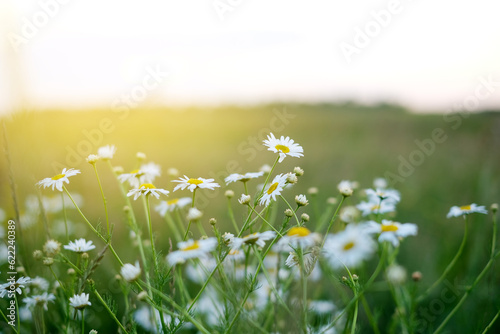 Chamomile flower field. Camomile in the nature. Field of camomiles at sunset evening. Chamomile flowers field wide background