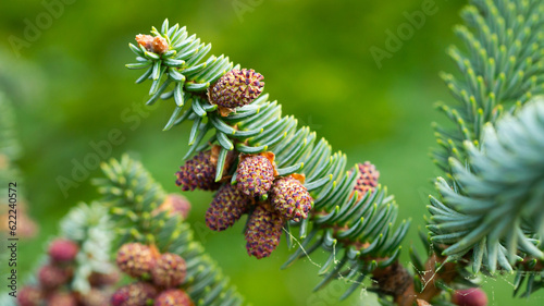 Abies tree with cones. Close up photo