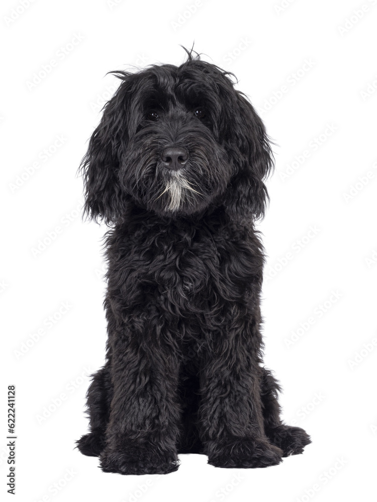 Cute black Labradoodle, sitting up facing front. Looking straight to camera. Isolated cutout on a transparent background.
