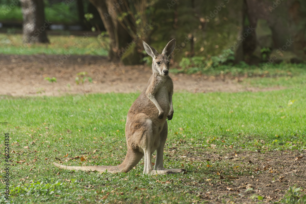 Kangaroo Kangaroo