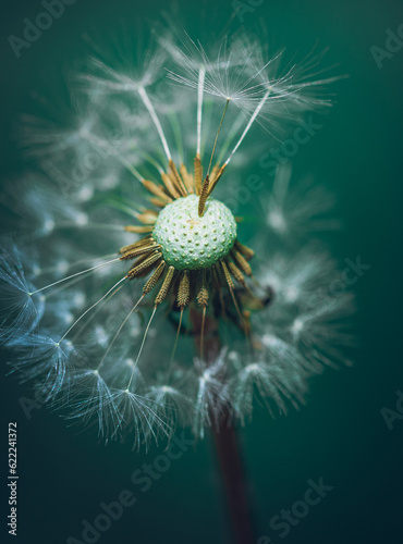 Dandelion