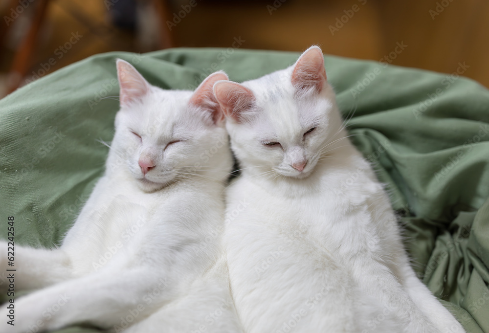 白猫の兄妹