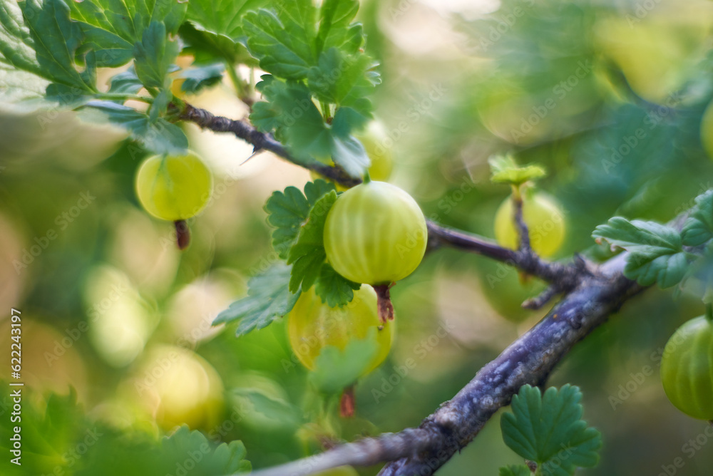 gooseberry branch with berries. Fresh gooseberries on a bush. Shot on a helios, bokeh gooseberry branch with berries. Fresh gooseberries on a bush. Shot on a helios, bokeh