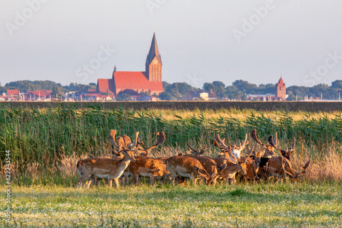 Damhirsche auf einer Wiese mit Stadt Barth mit Kirchturm im Hintergrund. photo